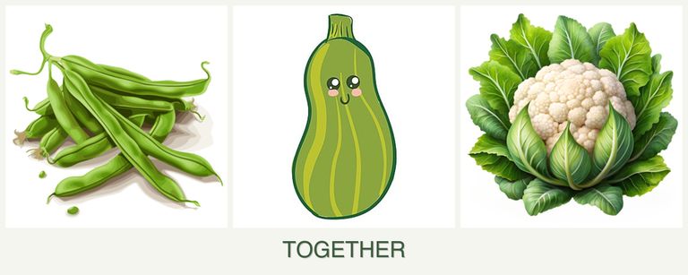 Can you plant beans, zucchini and cauliflower together?