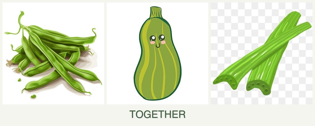 Can you plant beans, zucchini and celery together?