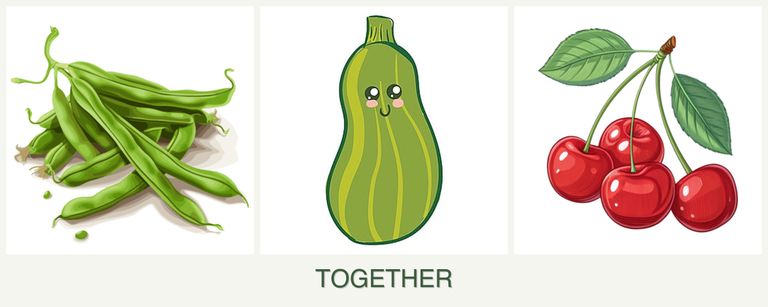 Can you plant beans, zucchini and cherries together?