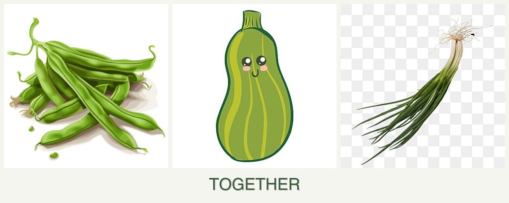 Can you plant beans, zucchini and chives together?