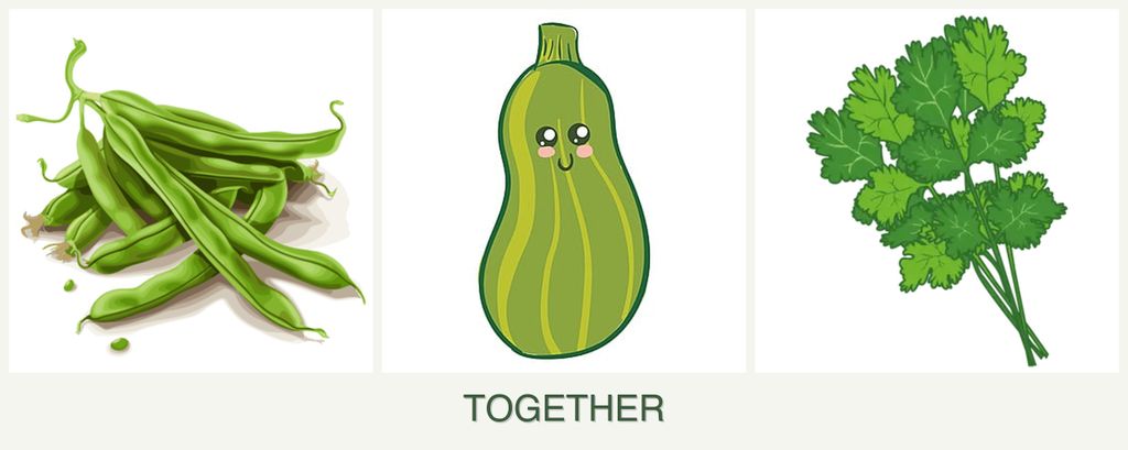 Can you plant beans, zucchini and cilantro together?