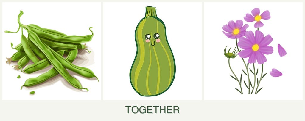 Can you plant beans, zucchini and cosmos together?