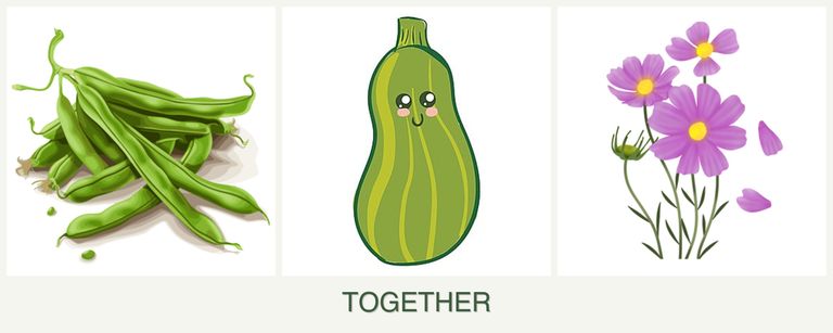 Can you plant beans, zucchini and cosmos together?