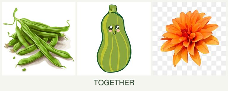 Can you plant beans, zucchini and dahlias together?