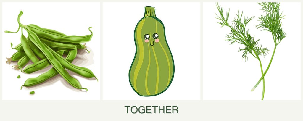 Can you plant beans, zucchini and dill together?