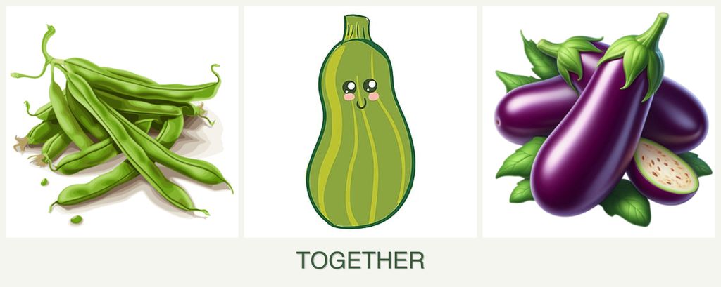 Can you plant beans, zucchini and eggplant together?