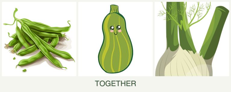 Can you plant beans, zucchini and fennel together?