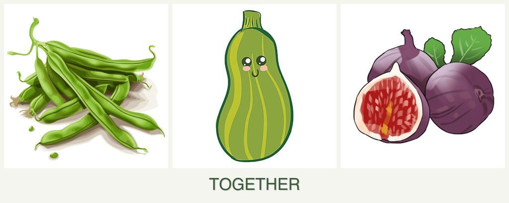 Can you plant beans, zucchini and figs together?