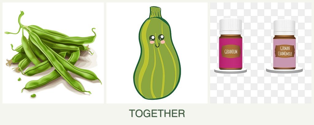 Can you plant beans, zucchini and geraniums together?