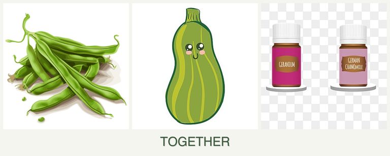 Can you plant beans, zucchini and geraniums together?