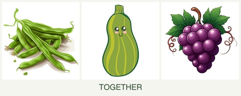 Can you plant beans, zucchini and grapes together?
