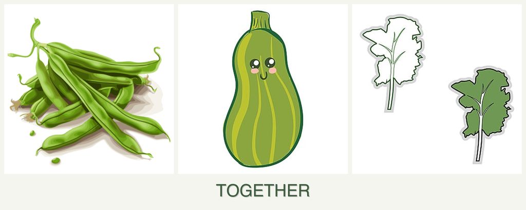 Can you plant beans, zucchini and kale together?