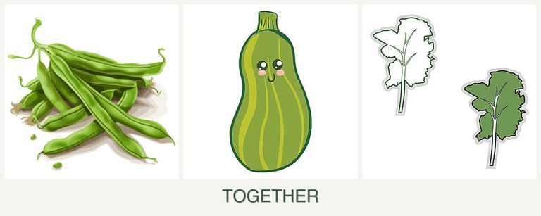 Can you plant beans, zucchini and kale together?