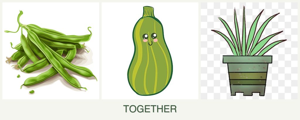 Can you plant beans, zucchini and lemongrass together?