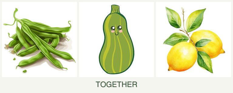 Can you plant beans, zucchini and lemons together?