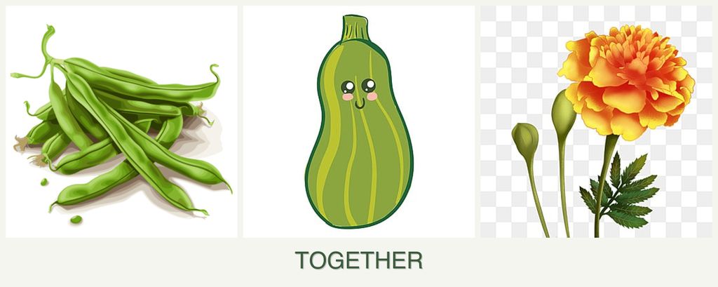 Can you plant beans, zucchini and marigolds together?