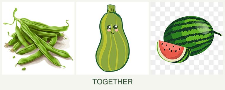 Can you plant beans, zucchini and melons together?