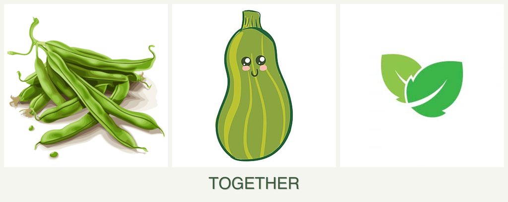 Can you plant beans, zucchini and mint together?