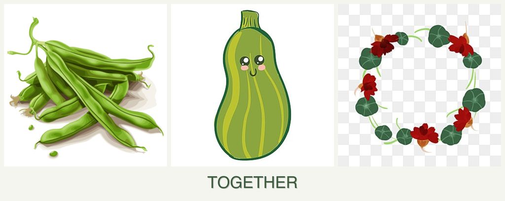 Can you plant beans, zucchini and nasturtiums together?