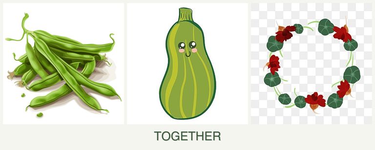 Can you plant beans, zucchini and nasturtiums together?
