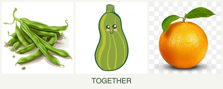 Can you plant beans, zucchini and oranges together?