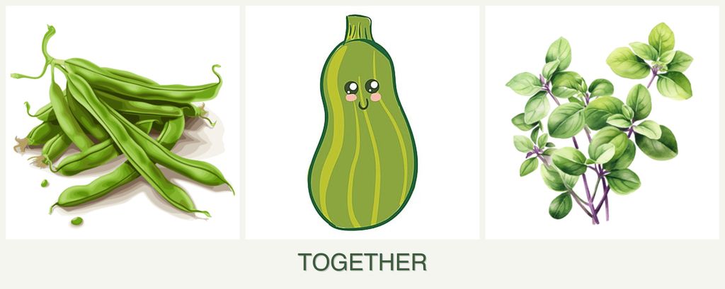 Can you plant beans, zucchini and oregano together?