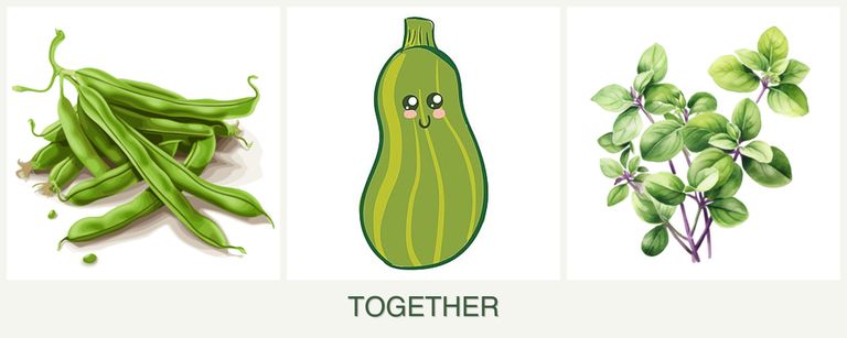 Can you plant beans, zucchini and oregano together?