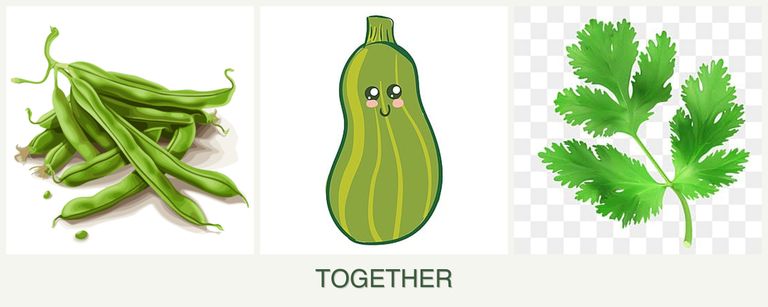 Can you plant beans, zucchini and parsley together?