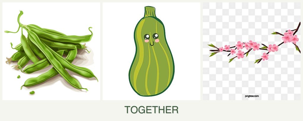 Can you plant beans, zucchini and peaches together?