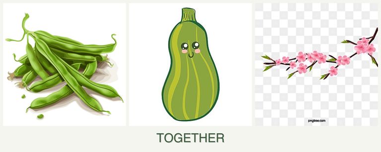 Can you plant beans, zucchini and peaches together?
