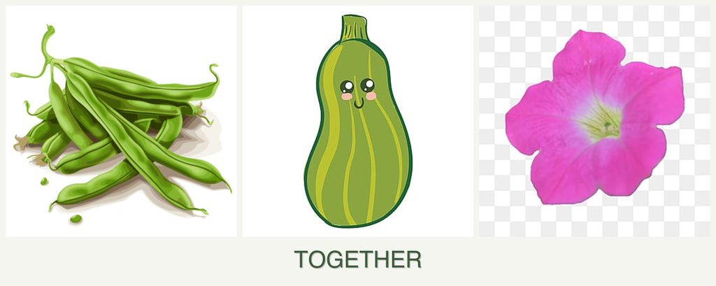 Can you plant beans, zucchini and petunias together?
