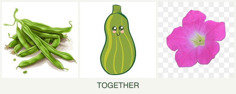Can you plant beans, zucchini and petunias together?