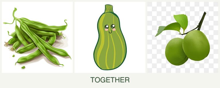 Can you plant beans, zucchini and plums together?