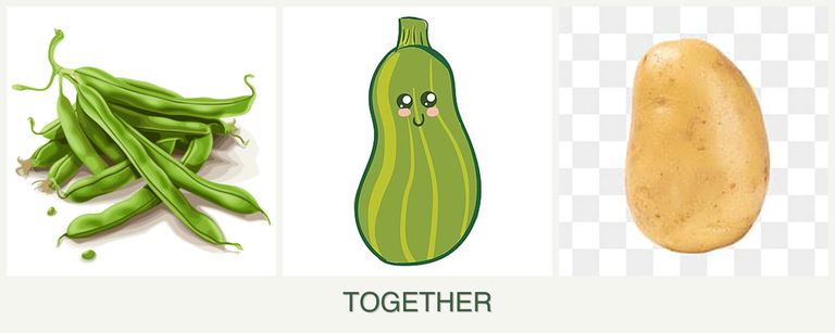 Can you plant beans, zucchini and potatoes together?