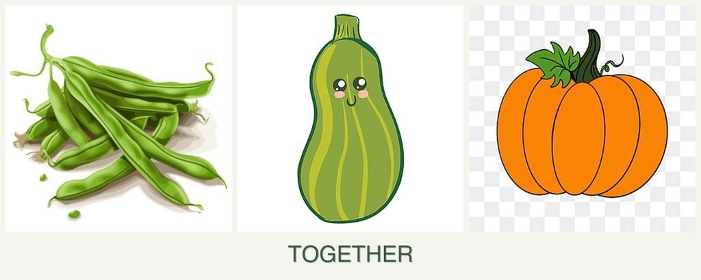 Can you plant beans, zucchini and pumpkin together?