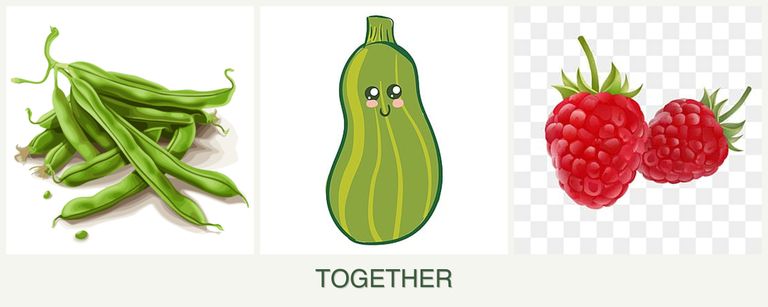Can you plant beans, zucchini and raspberries together?