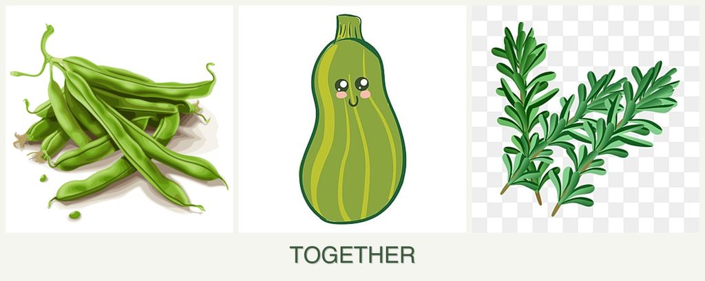 Can you plant beans, zucchini and rosemary together?