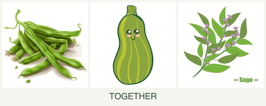 Can you plant beans, zucchini and sage together?