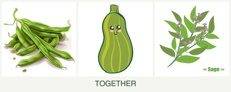 Can you plant beans, zucchini and sage together?