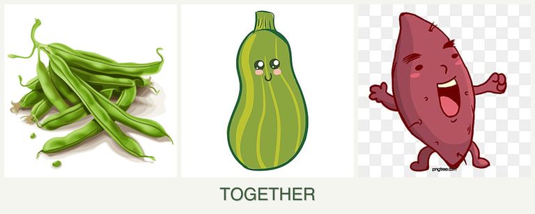 Can you plant beans, zucchini and sweet potatoes together?