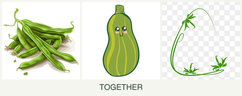 Can you plant beans, zucchini and tarragon together?