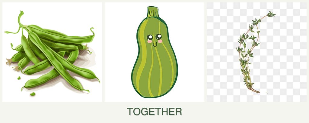 Can you plant beans, zucchini and thyme together?