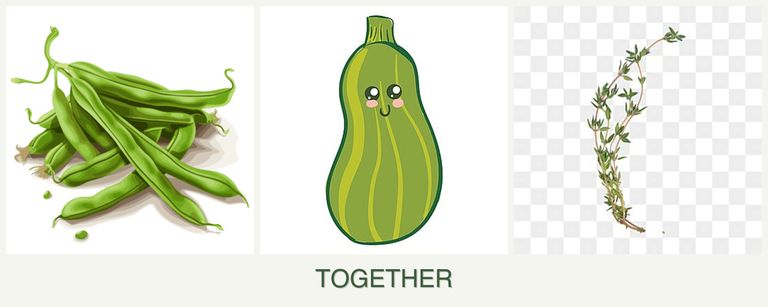 Can you plant beans, zucchini and thyme together?