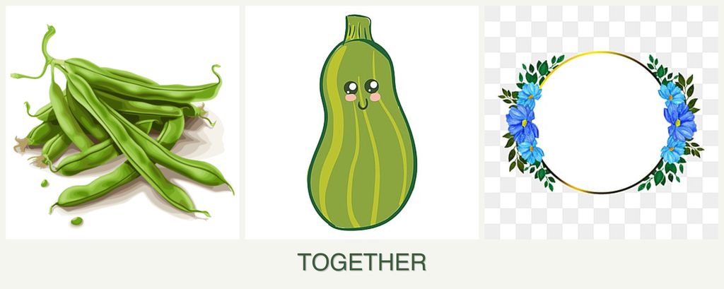 Can you plant beans, zucchini and zinnias together?