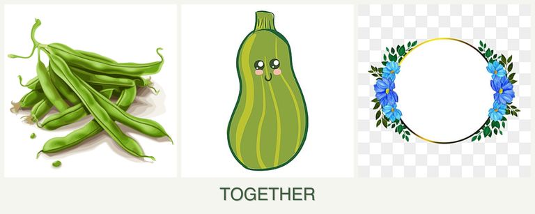 Can you plant beans, zucchini and zinnias together?