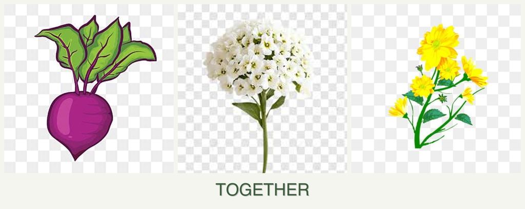 Can you plant beets, alyssum and calendula together?