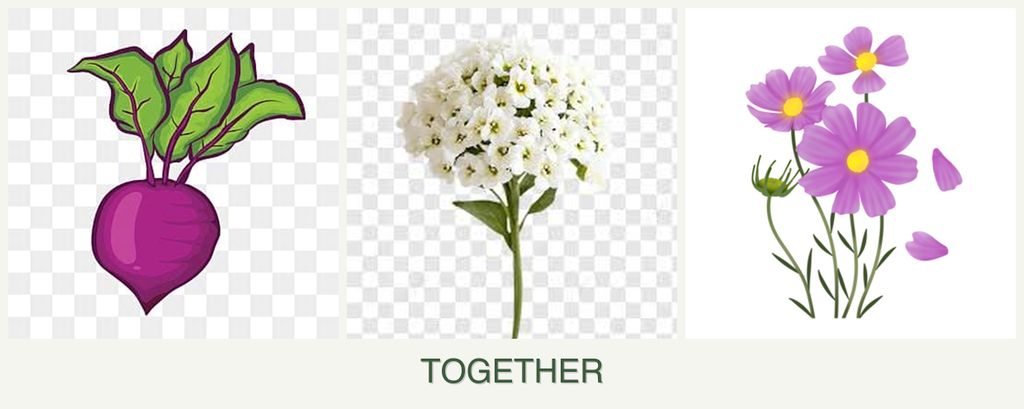 Can you plant beets, alyssum and cosmos together?