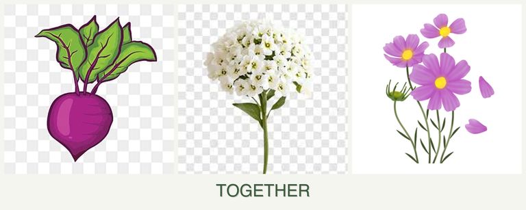 Can you plant beets, alyssum and cosmos together?