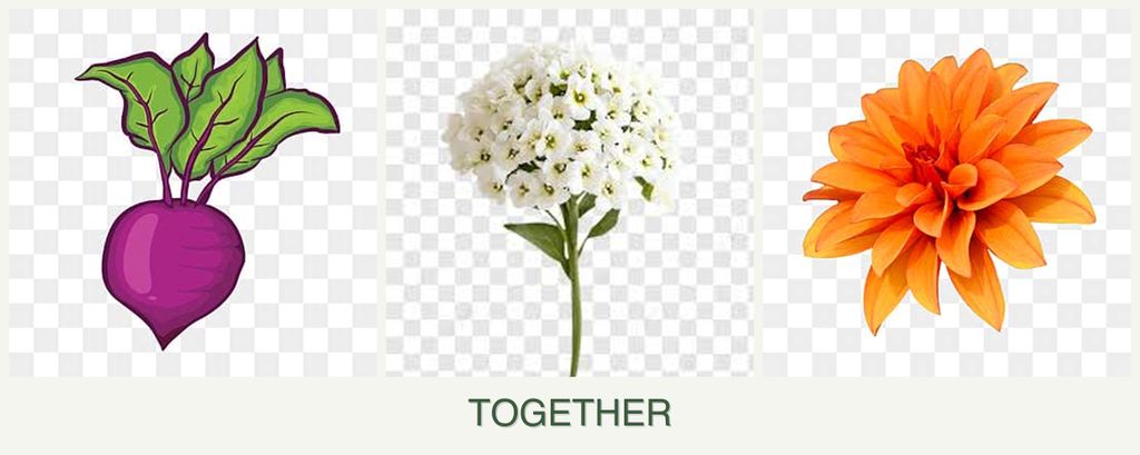 Can you plant beets, alyssum and dahlias together?