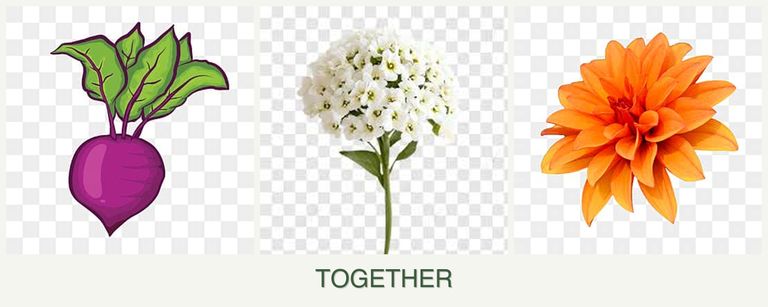 Can you plant beets, alyssum and dahlias together?